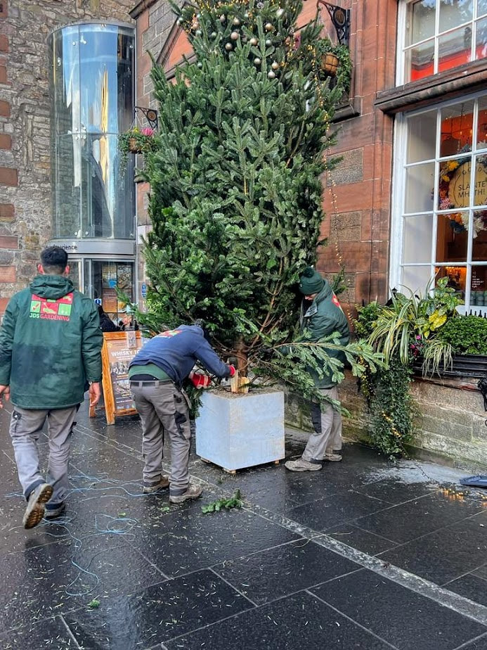 Nordmann Fir Christmas Tree Delivery and Installation, click here and order a Real Nordmann Christmas Tree delivery in Glasgow
